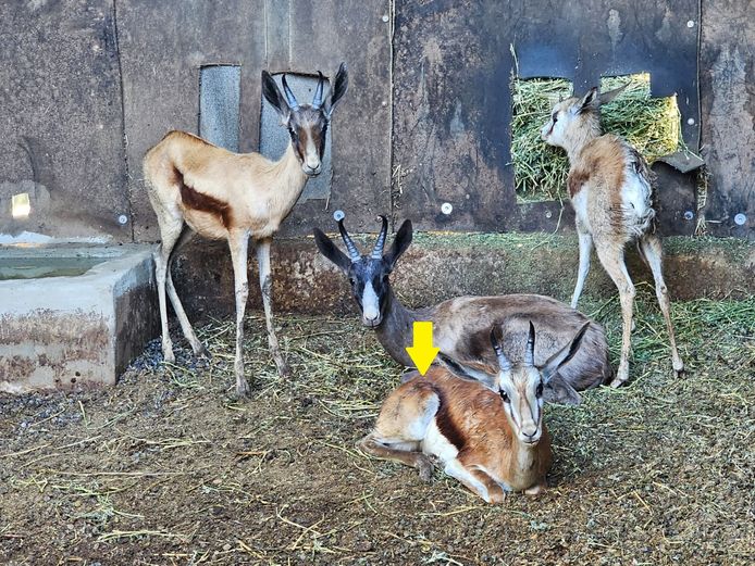 NYLSVLEI GAME AUCTION