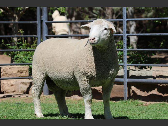 DZ 240244 | 2 STEYNS BOERDERY