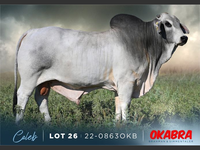 22-0863 OKB | OKABRA BRAHMAN