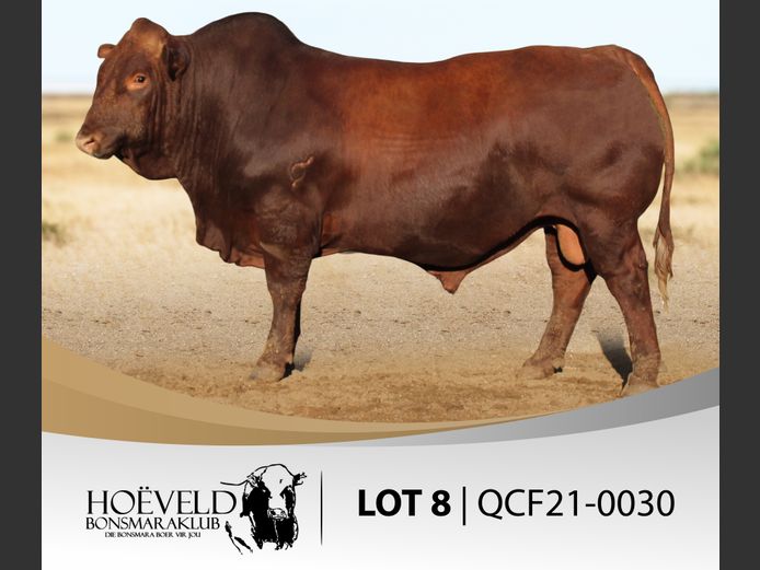 Vroulike Diere | Willie Jacobs / Clawac Boerdery