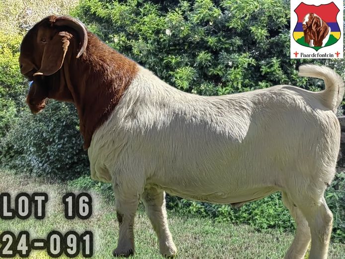 24-091  |  Stephanus Malan - Paardefontein