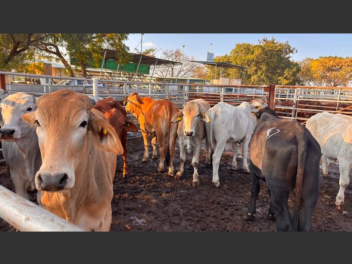 AGRA GROOTFONTEIN WEANER AUCTION