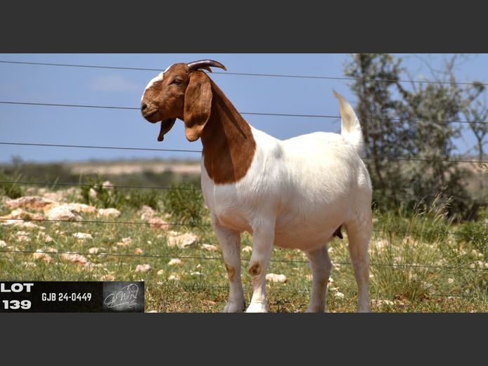 GJB24-0449 | G VAN WYK