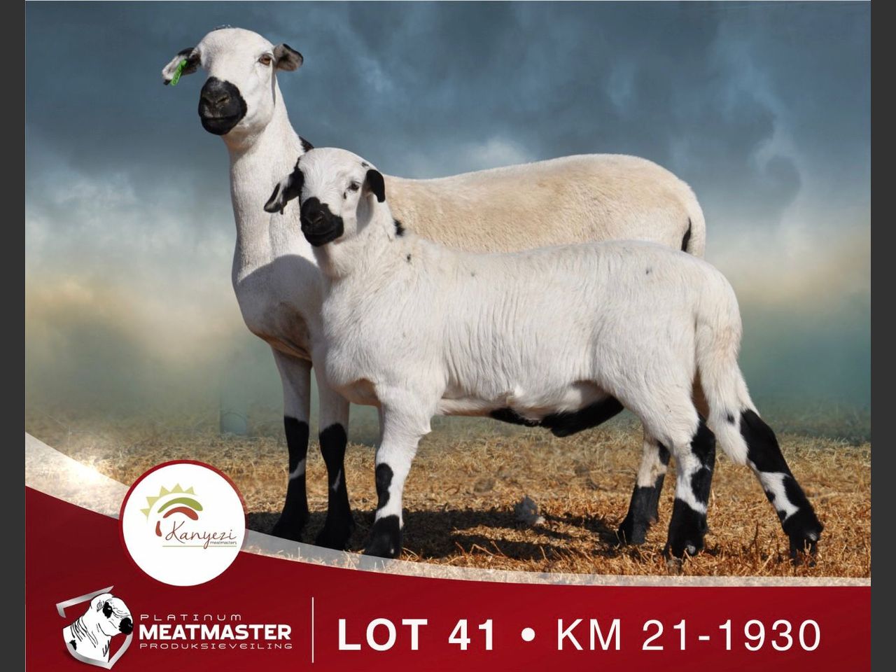 Lot 41 | PLATINUM MEATMASTER PRODUKSIEVEILING | SwiftVEE | South Africa ...