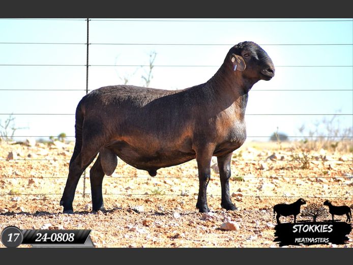 HWH24-0809 | Stokkies Meatmasters