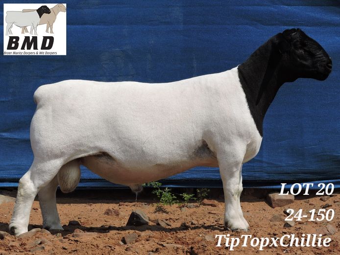 24-150 | BROER MARITZ