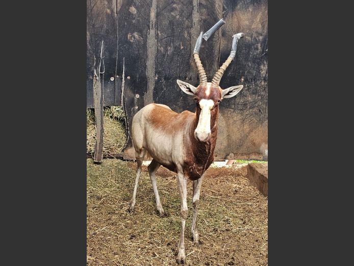 YELLOW BLESBOK | CHAZAKAMATS