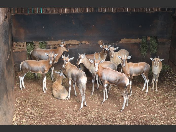 BLESBOKKE
