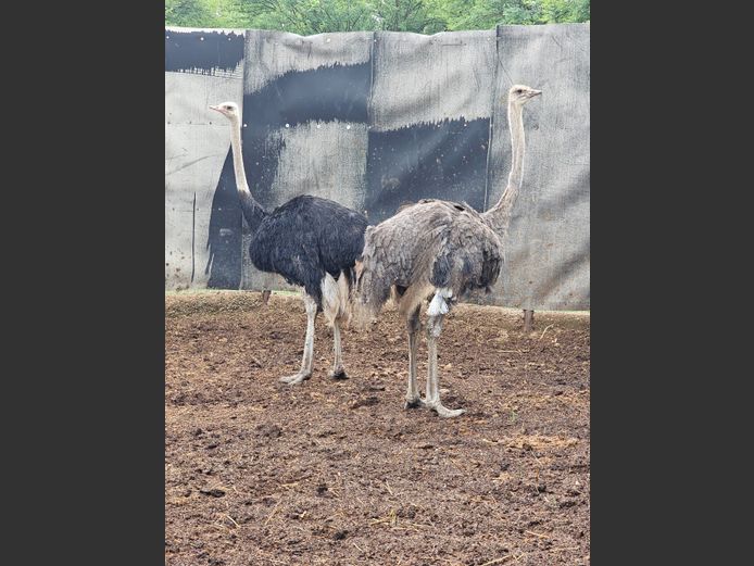 OSTRICHES | THE LITTLE HUT