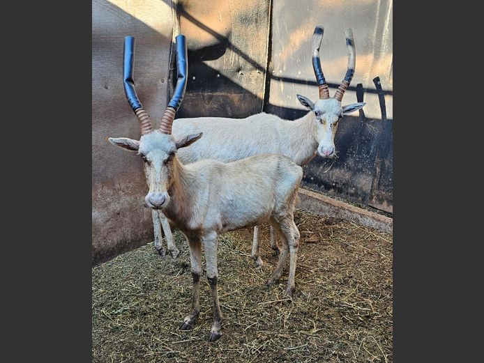 WHITE BLESBOK | SCHALK VAN ZYL