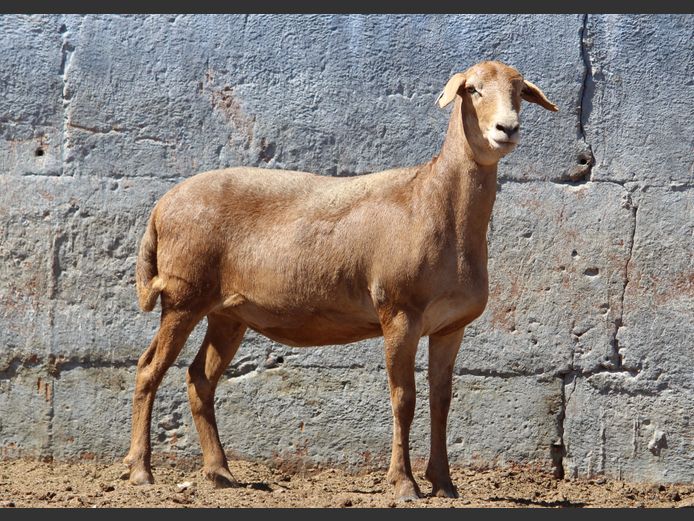 CRL 24.680 | Riaan Liebernberg - Hanri Meatmasters