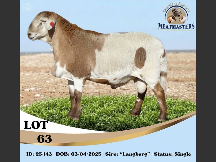 25-143DPIV | SAAMSTAAN BOERDERY MEATMASTERS