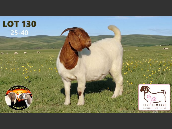 1264250040 | ILSE LOMBARD