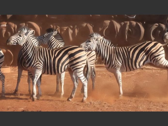 ZEBRA