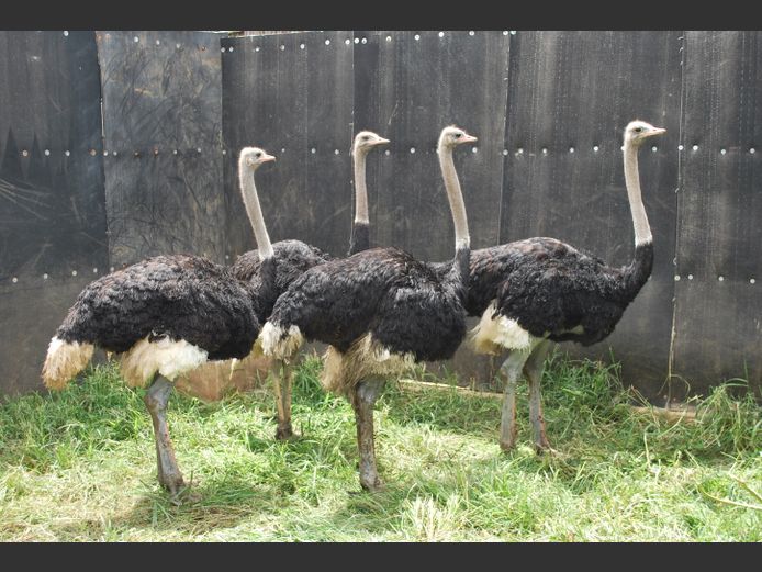 OSTRICHES | Christo Kruger Bdy