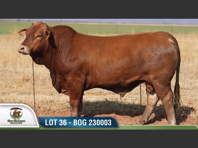 BOG 230003 | BEEF ON GRASS