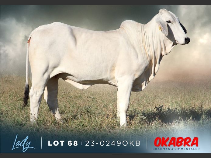 23-0249 OKB | OKABRA BRAHMAN