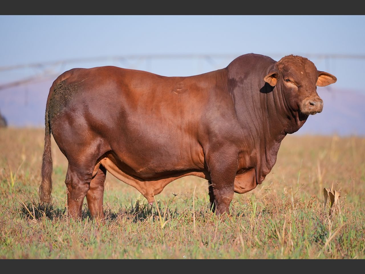Lot 16 | 26STE NASIONALE BEEFMASTER VEILING | SwiftVEE | South Africa’s ...