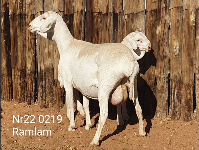 22-219 | Johan Stadler
