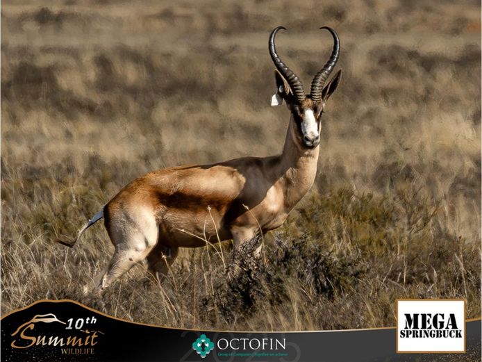 16 5/8" Kalahari Copper Springbok Ram
