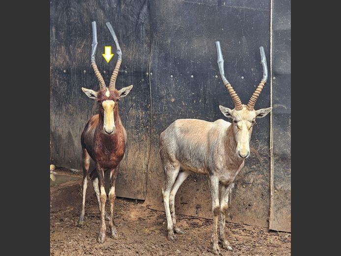 BRUIN BLESBOK | NONYA SAFARIS