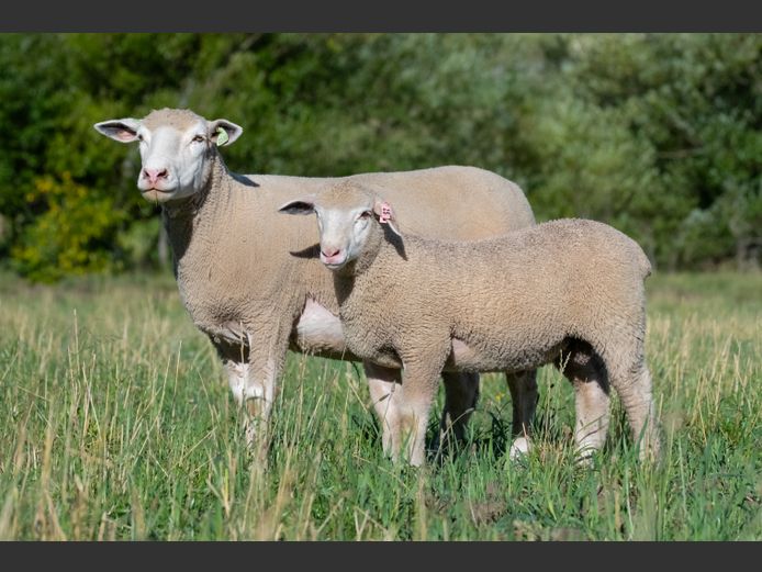 MS 220054 | J.L. DU RANDT