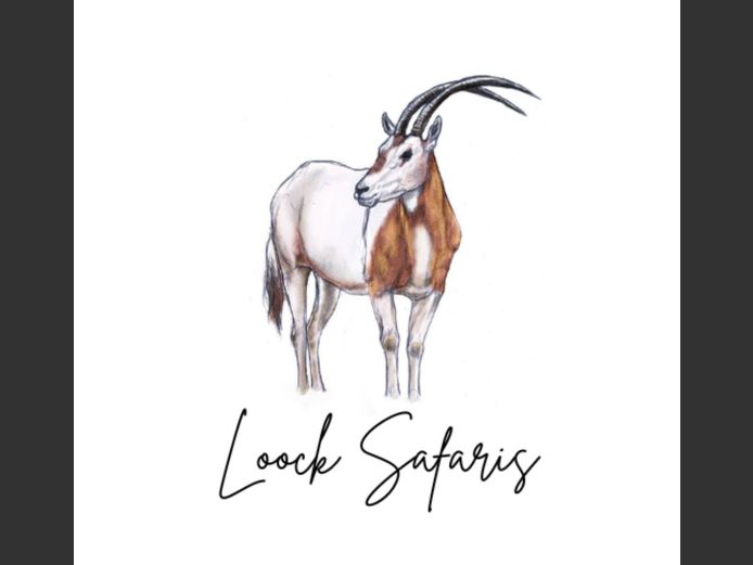 Trophy Copper Springbuck Ram and a non-trophy common springbuck ram.  2026 Hunting Season | Loock Safaris