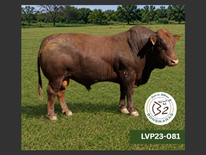 LVP 230081 | B2 BONSMARAS