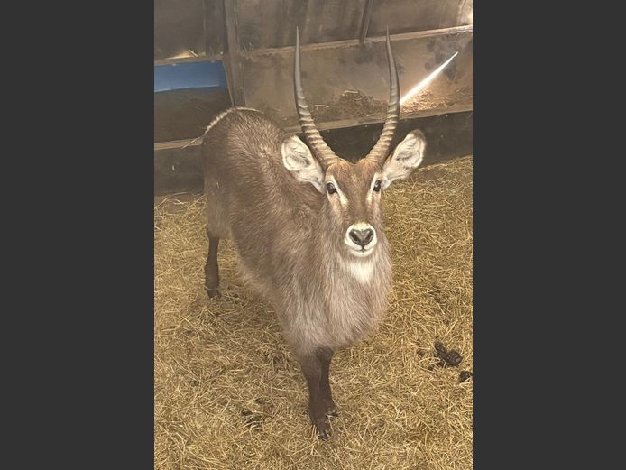 Waterbok Bul