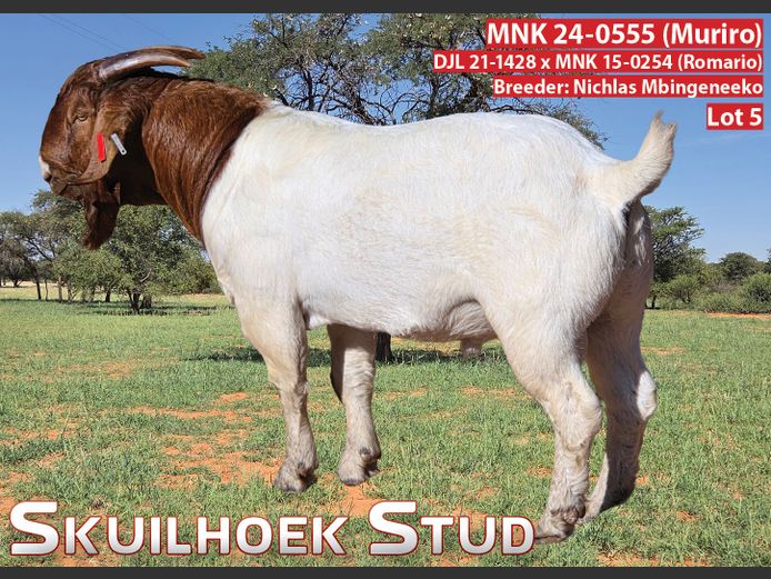 MNK 24-0555 | NICHLAS MBINGENEEKO