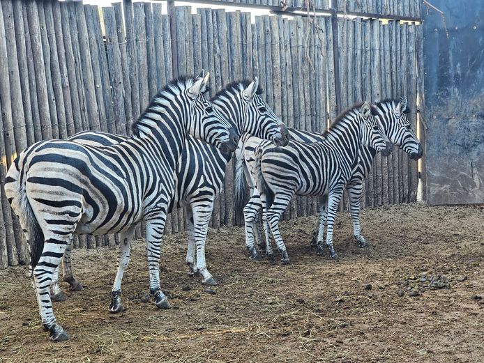 ZEBRA | RHINO