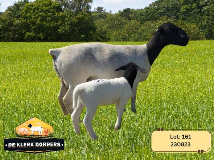 230823 | DE KLERK DORPERS