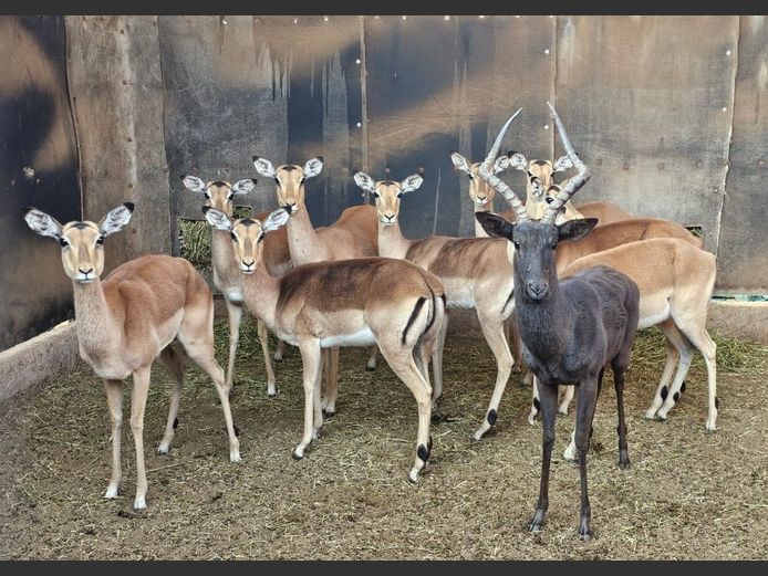 IMPALA | ZEBULA