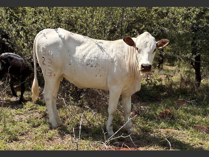 Commercial Animals | BERGALLEEN BDY