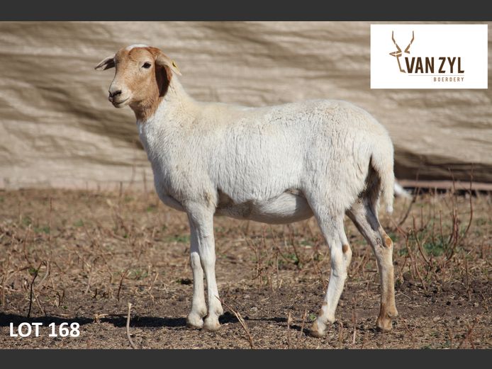 25-21 | VAN ZYL BOERDERY