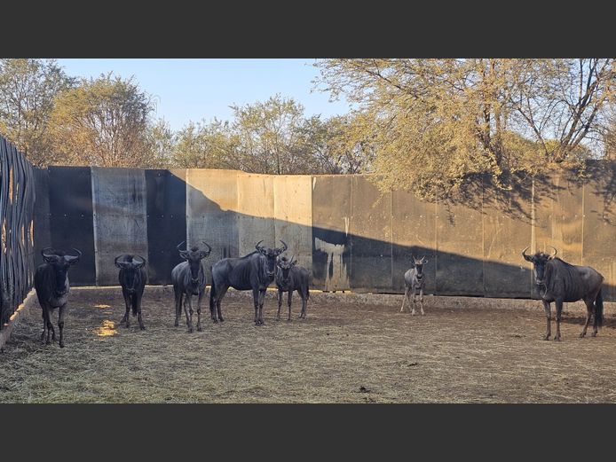 BLUE WILDEBEEST | NYLSVLEI