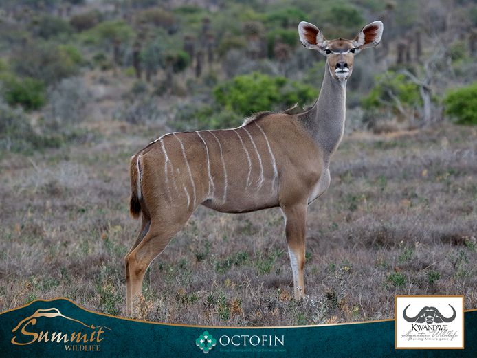 KUDU COWS