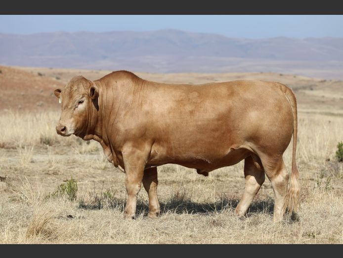 HBH 240033 | CLARK CATTLE COMPANY PTY LTD