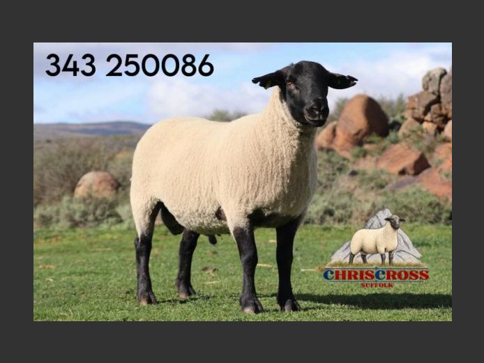 343250086 | CHRISCROSS SUFFOLKS