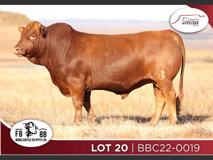 BCC22 - 019