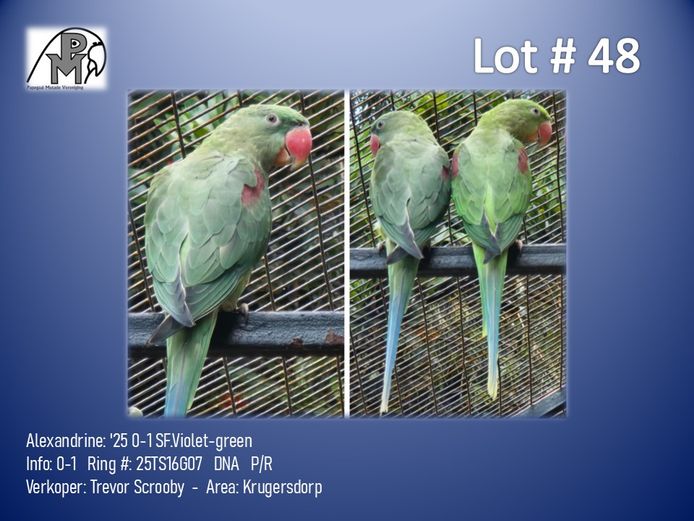 0-1 '25 Alexandrine: SF.Violet-green - Trevor Scrooby