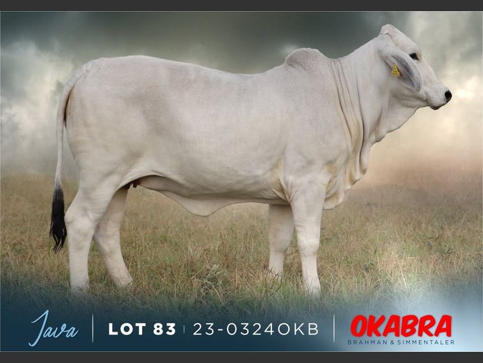 23-0324 OKB | OKABRA BRAHMAN