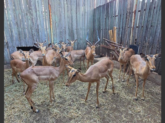 ROOIBOK | IMPISI SAFARIS