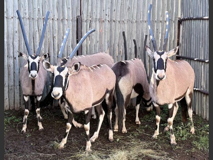 Gemsbok Koeie