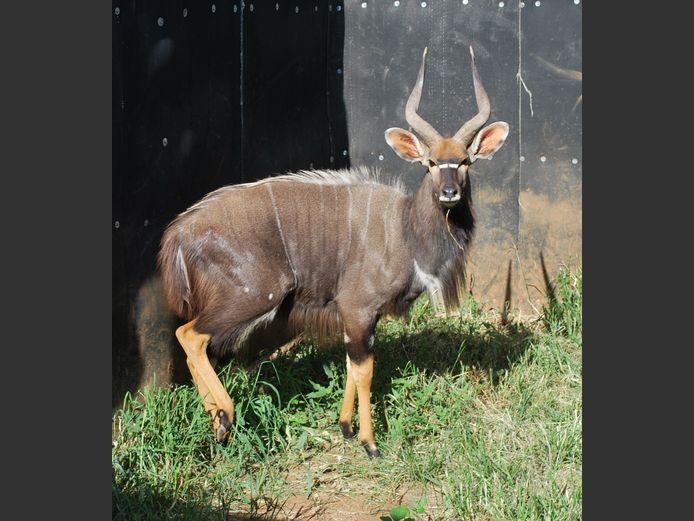 NYALA | SLP
