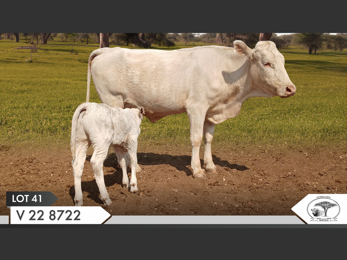 V 228722 | VILLA STOETERY BK