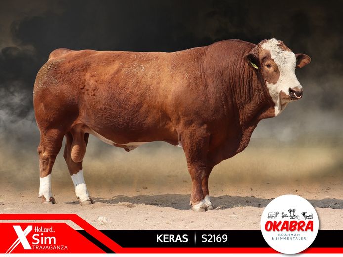 S2169 | OKASIM SIMMENTALER