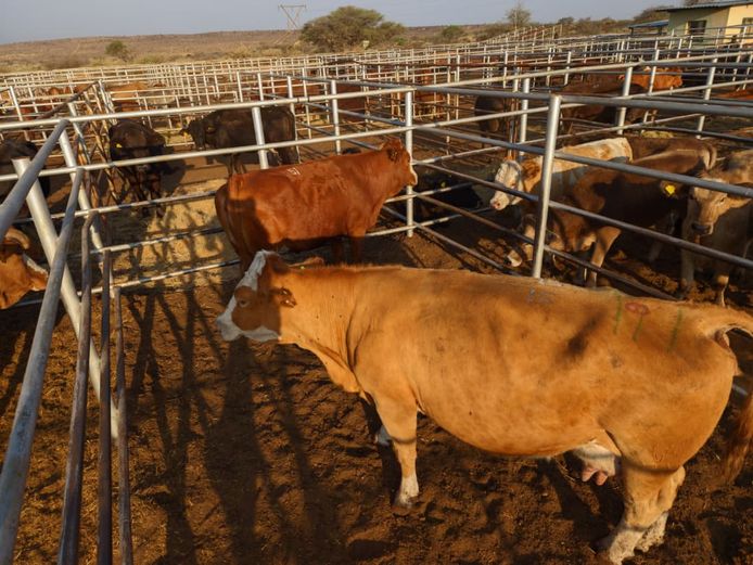 VAN NIEKERK PJ | DAIRY CATTLE 