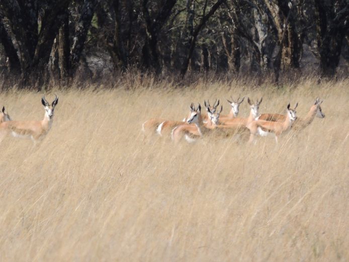 SPRINGBOK OOIE