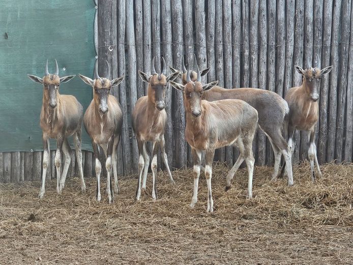 BLESBOK | NYLSVLEI